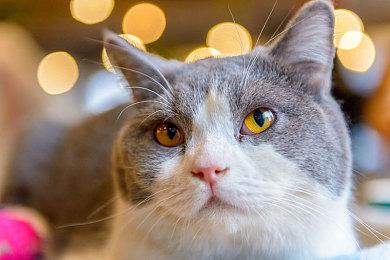 《爬行实验室》登陆Steam 生存逃生战斗射击